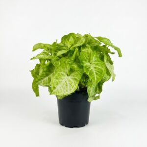 Syngonium Golden Allusion indoor plant with golden-green arrow-shaped leaves and creamy variegation in 14cm black plastic grow pot on white background