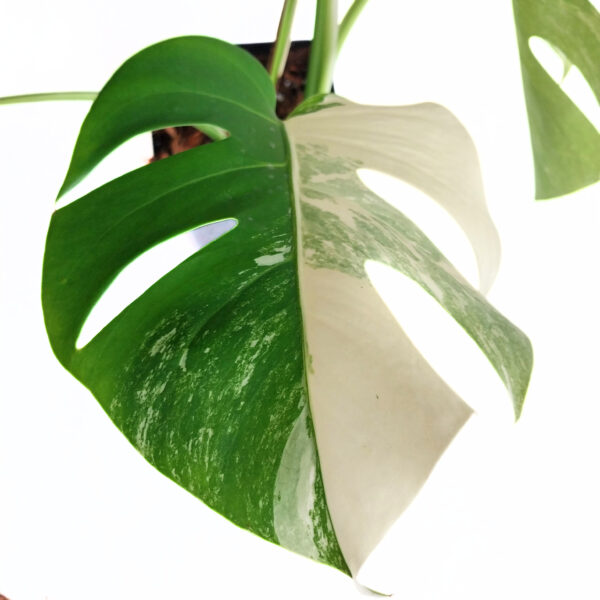 Monstera Albo - Variegated Monstera Borsigiana - 5 Leaf - Image 2