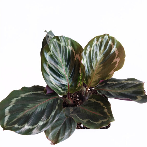 Calathea Medallion | Vibrant Indoor Plant | Colorful - Image 2