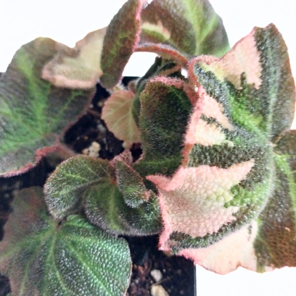 Begonia Soli-Mutata Pink | Rare Variegated Begonia - Image 5