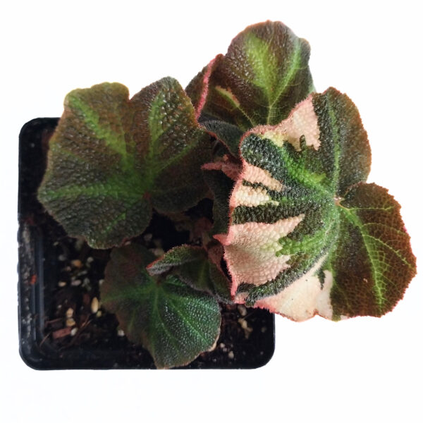Begonia Soli-Mutata Pink | Rare Variegated Begonia - Image 4