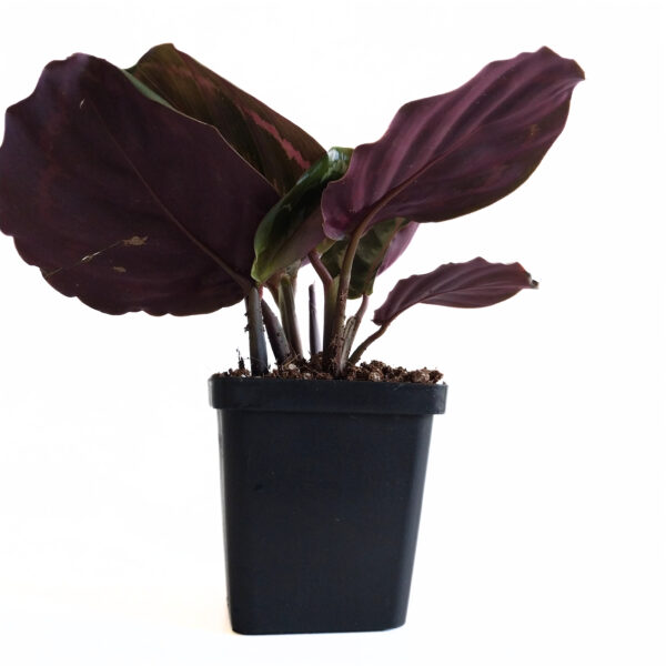 Calathea Medallion | Vibrant Indoor Plant | Colorful - Image 3