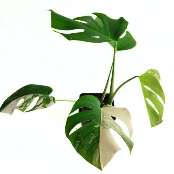 Monstera Albo - Variegated Monstera Borsigiana - 5 Leaf - Image 4