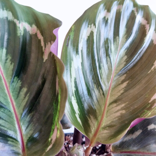 Calathea Medallion | Vibrant Indoor Plant | Colorful - Image 4