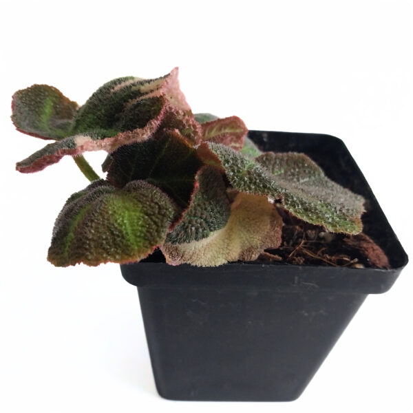 Begonia Soli-Mutata Pink | Rare Variegated Begonia - Image 3