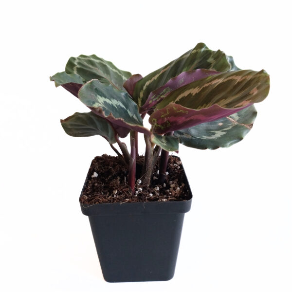 Calathea Medallion | Vibrant Indoor Plant | Colorful - Image 5