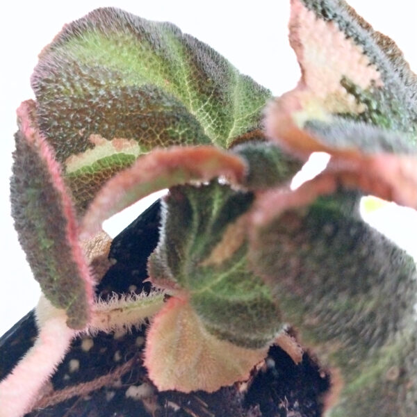 Begonia Soli-Mutata Pink | Rare Variegated Begonia - Image 2