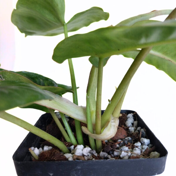 Philodendron Burle Marx Reverted - Image 3