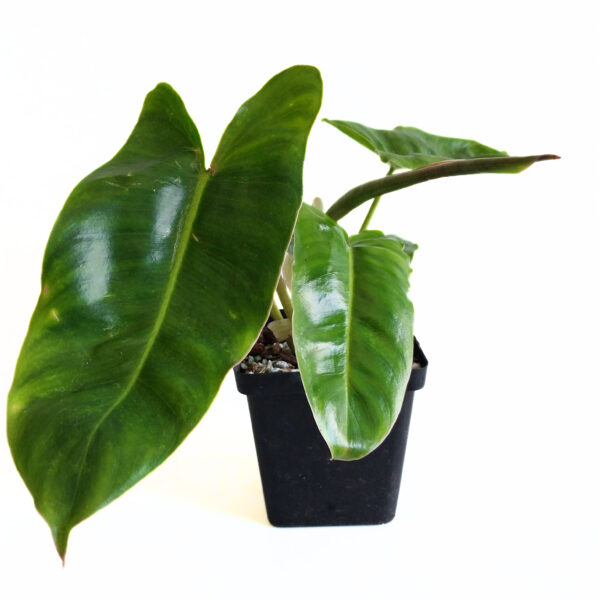 Philodendron Burle Marx Reverted - Image 5