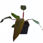 Philodendron Dark Lord | Rare Indoor Plant