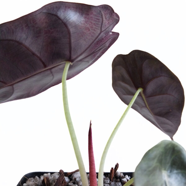 Alocasia Sedenii | Rare Indoor Plant - Image 2