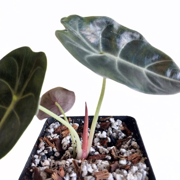 Alocasia Sedenii | Rare Indoor Plant - Image 3