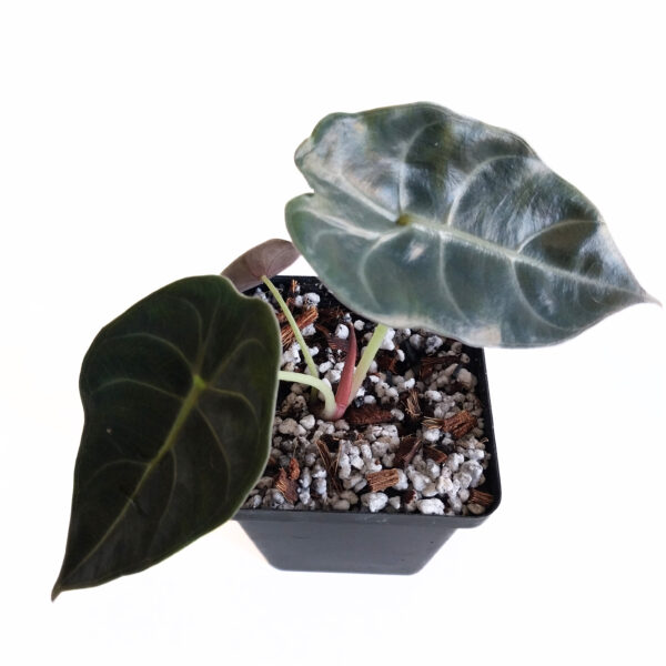 Alocasia Sedenii | Rare Indoor Plant - Image 4