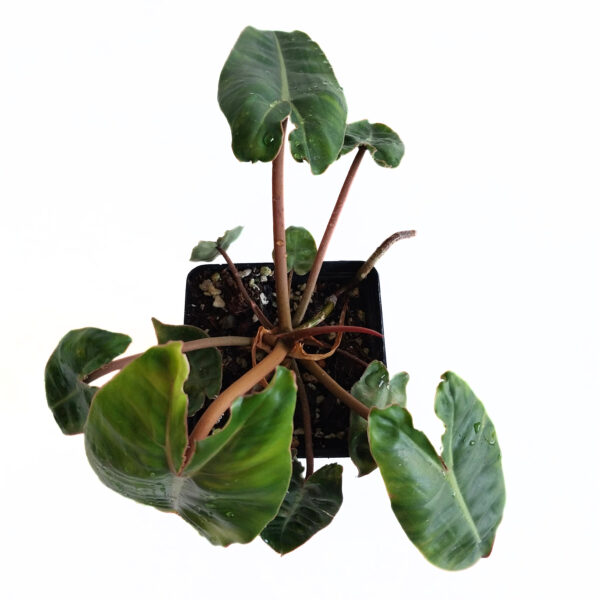 Philodendron Billietiae | Rare Indoor Plant | Grows Large - Image 2