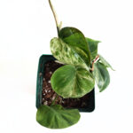 Philodendron Variegated Heartleaf | Rare Indoor Trailing Plant