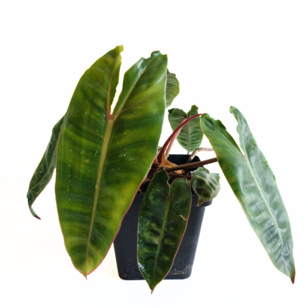 Philodendron Billietiae | Rare Indoor Plant | Grows Large - Image 4