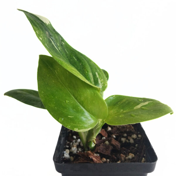 Monstera Standleyana | Rare Variegated Indoor Climbing Aroid - Image 2