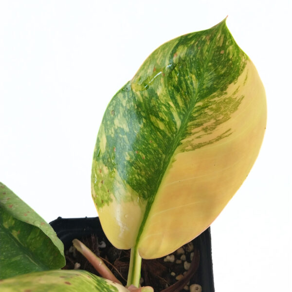 Philodendron "Green Congo Variegated" / "Green Congo Nuclear" | Rare Indoor Aroid - Image 2