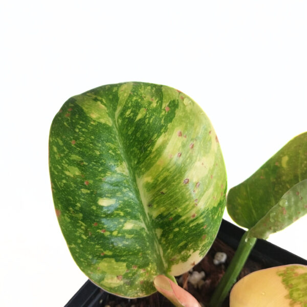 Philodendron "Green Congo Variegated" / "Green Congo Nuclear" | Rare Indoor Aroid - Image 3