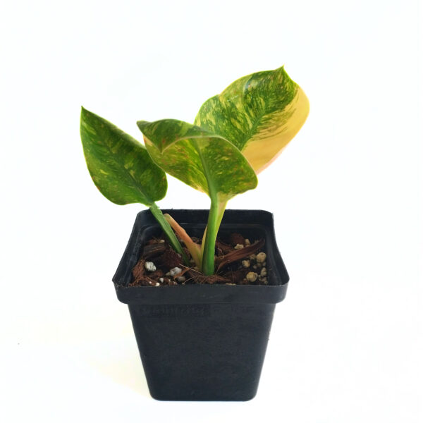 Philodendron "Green Congo Variegated" / "Green Congo Nuclear" | Rare Indoor Aroid - Image 4