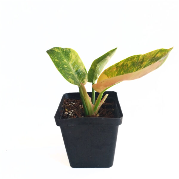 Philodendron "Green Congo Variegated" / "Green Congo Nuclear" | Rare Indoor Aroid - Image 5