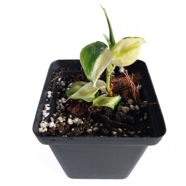 Philodendron Hederaceum Tricolor | Rare Indoor Variegated Philodendron - Image 2