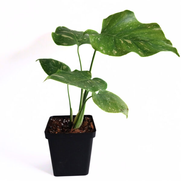 Monstera Thai Constillation | Large form Variegated Monstera - Image 2