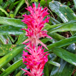 Bromeliad ‘Pyramidalis’ | Tropical Bromeliad | Bare Root