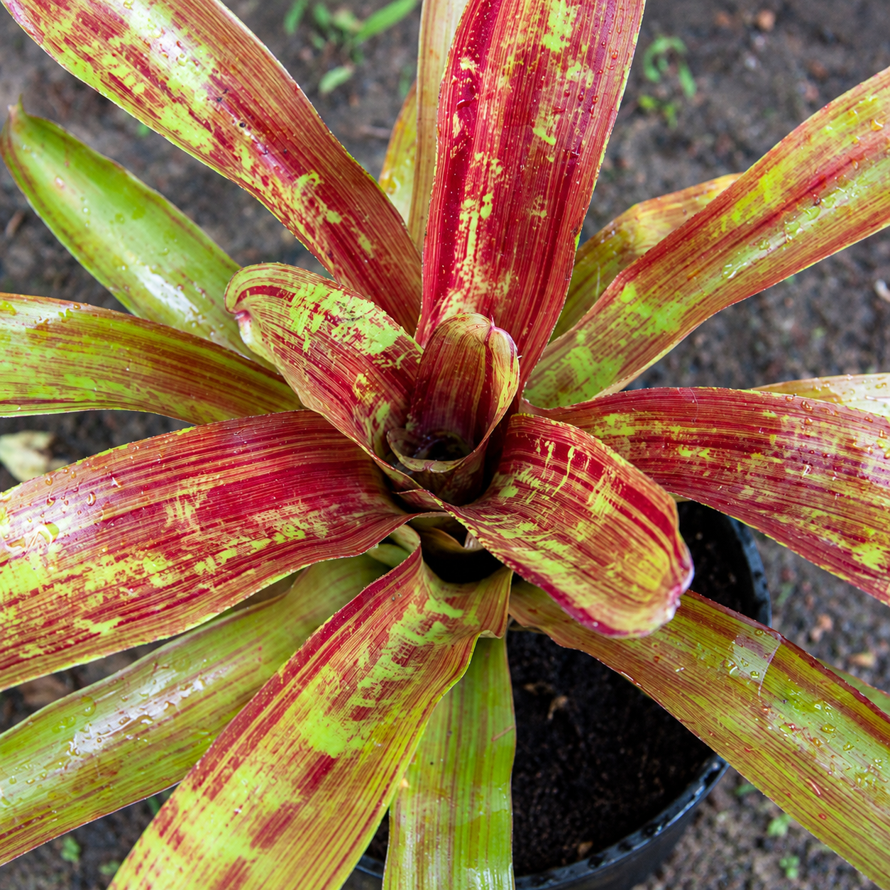 Vibrant Variegated Bromeliad Rosette