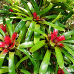 Bromeliad Neoregelia compacta | Red-Centred Bromeliad | Bare Root