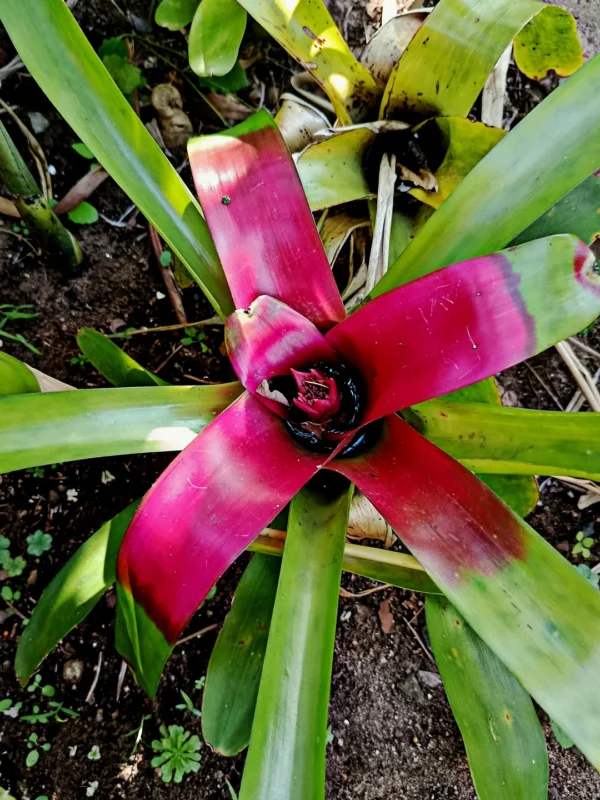 Bromeliad Neoregelia compacta - Image 2