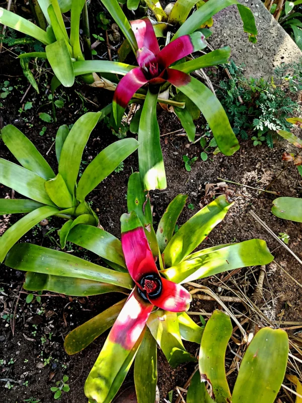 Bromeliad Neoregelia compacta - Image 3