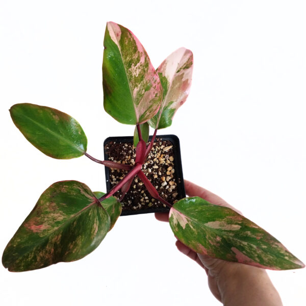 Philodendron Strawberry Shake | Pink Variegated Philodendron - Image 4