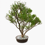 Crassula sarcocaulis Bonsai Tree in Glazed Pot | Approx. 10 Years Old