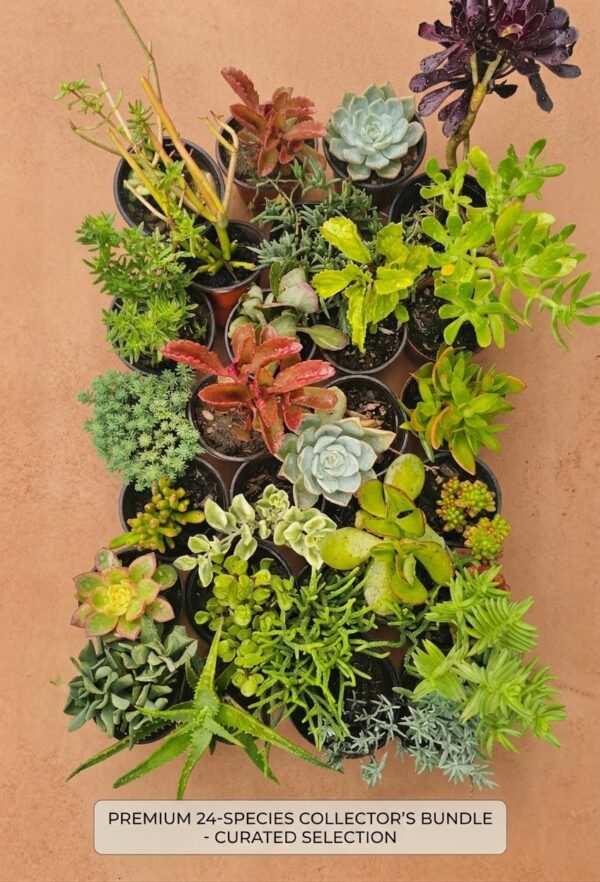 Assorted Succulent Plants | 24-Piece Potted Succulent Bundle - Image 3