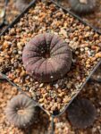 Frailea castanea | Rare Miniature Cactus – Collector Succulent 10cm pot