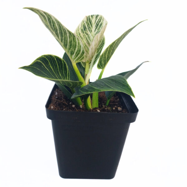 Philodendron Birkin | Stripe Leaf Philodendron - Image 2