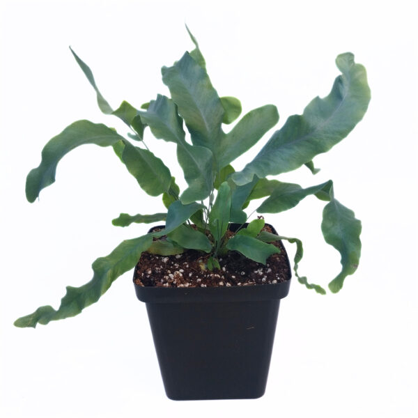 Phlebodium Blue Star | Blue Star Fern - Image 3