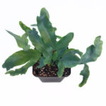 Phlebodium Blue Star | Blue Star Fern