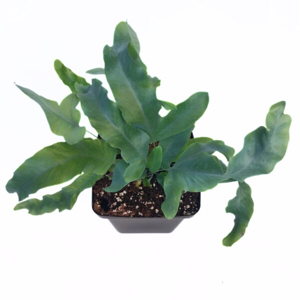 Phlebodium Blue Star | Blue Star Fern - Image 4