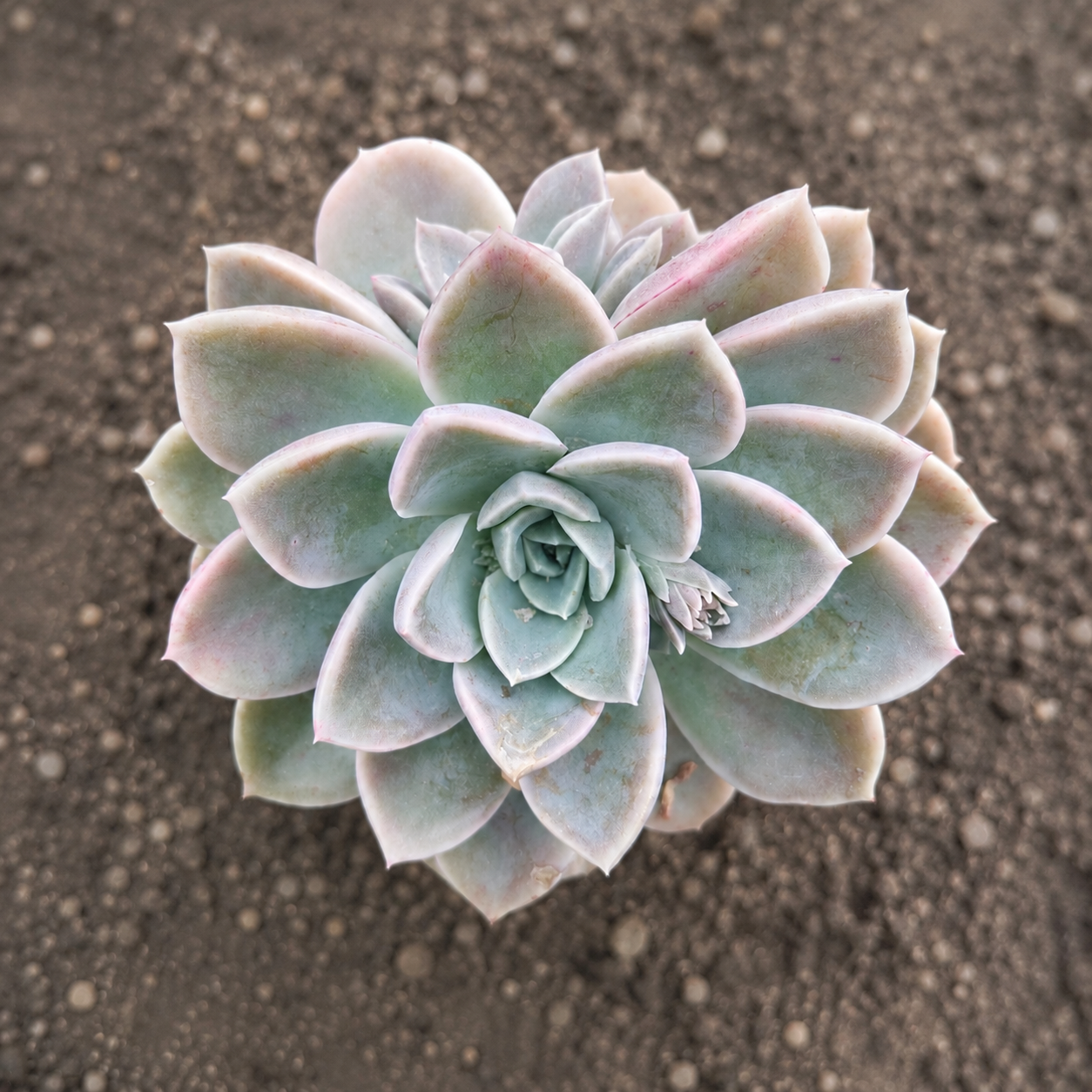 Echeveria glauca | Rock Rose | Desert Rose Succulent | 12cm Pot