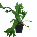 Green Flame Fern | Microsorum Green Flame |