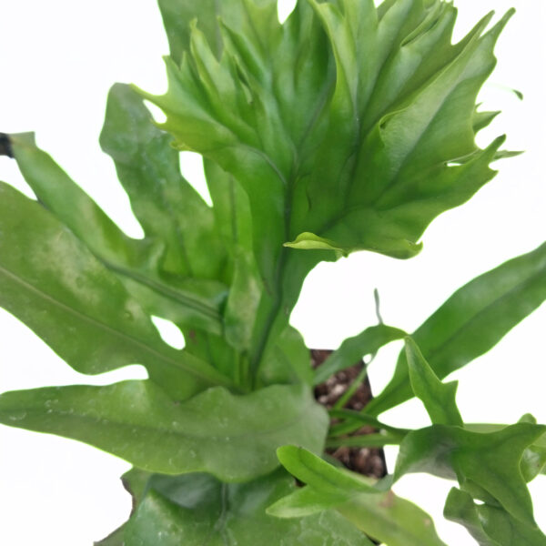 Green Flame Fern | Microsorum Green Flame | - Image 2