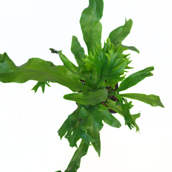 Green Flame Fern | Microsorum Green Flame | - Image 3
