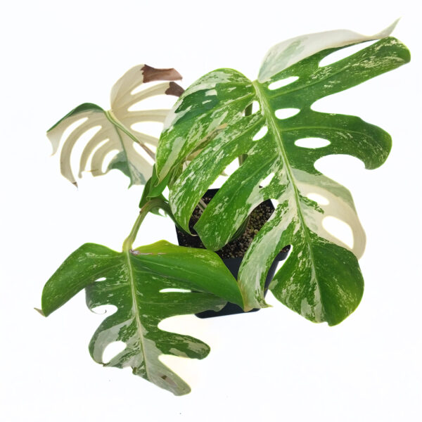 Monstera Albo | Variegated Indoor Plant | Rare & Sought After - Image 2