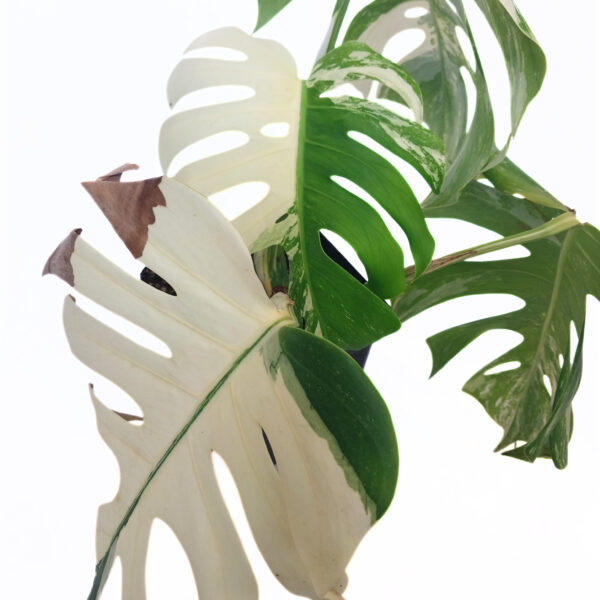 Monstera Albo | Variegated Indoor Plant | Rare & Sought After - Image 3