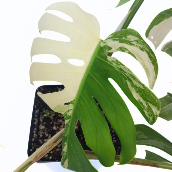 Monstera Albo | Variegated Indoor Plant | Rare & Sought After - Image 4