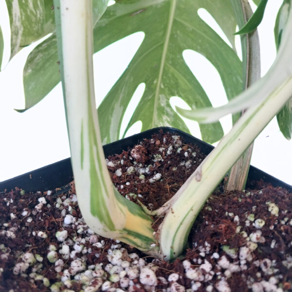 Monstera Albo | Variegated Indoor Plant | Rare & Sought After - Image 5