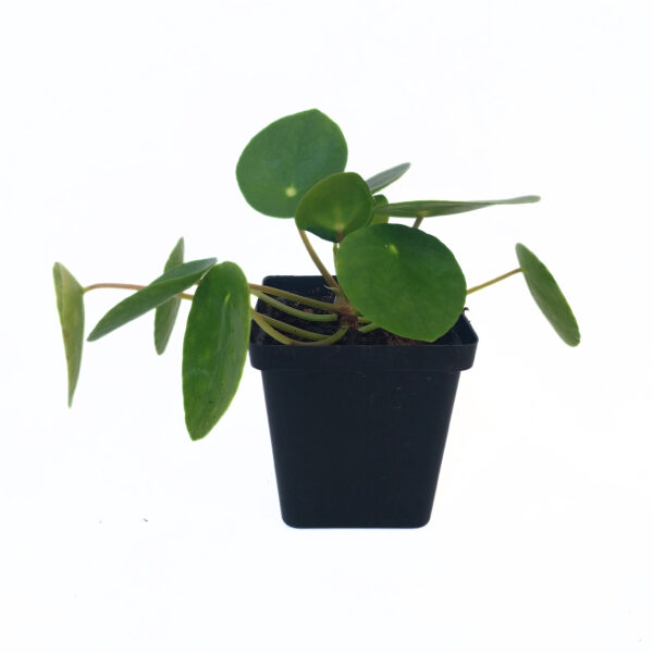Chinese Money Plant | Indoor Plant | Pilea Peperomioides - Image 2