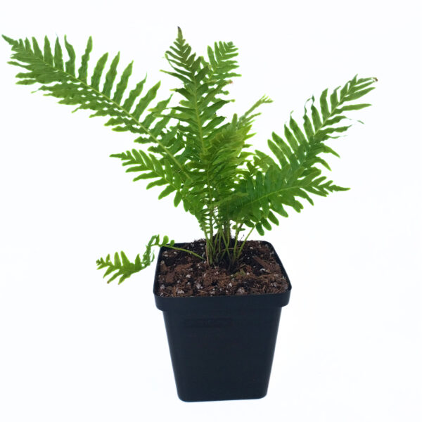 Blechnum Silver Lady | Fern for Shaded Area - Image 2